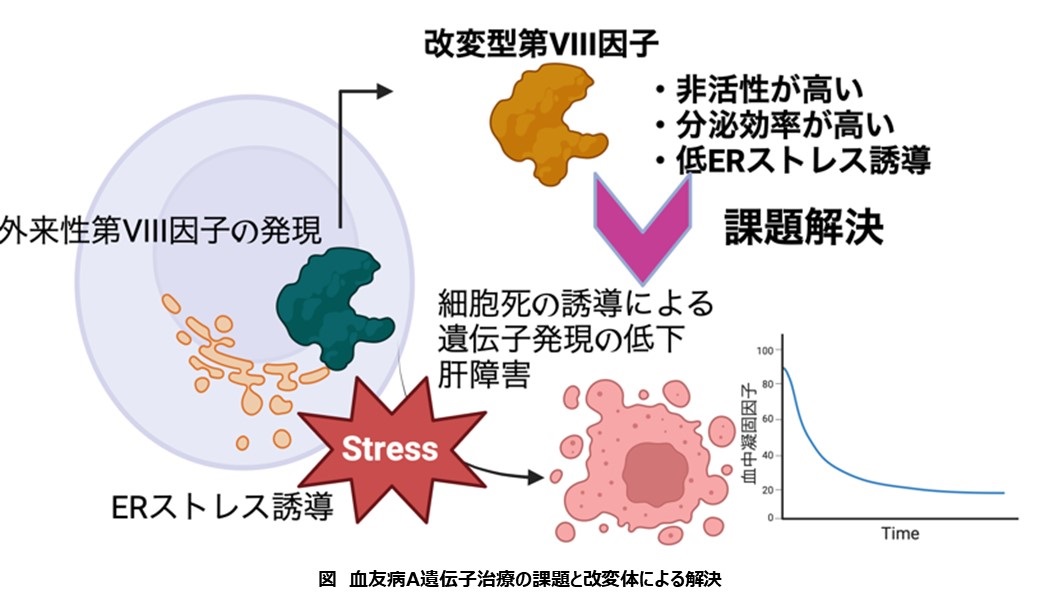 革新的な血友病Aに対する遺伝子治療薬の創出