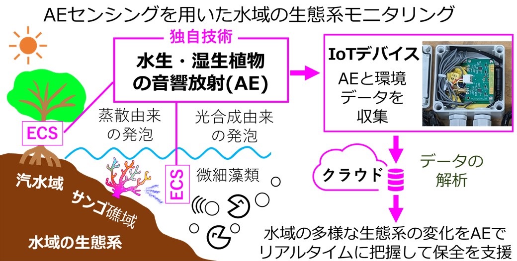 水生・湿生植物の音響放射を用いた水域の生態系保全ソリューション