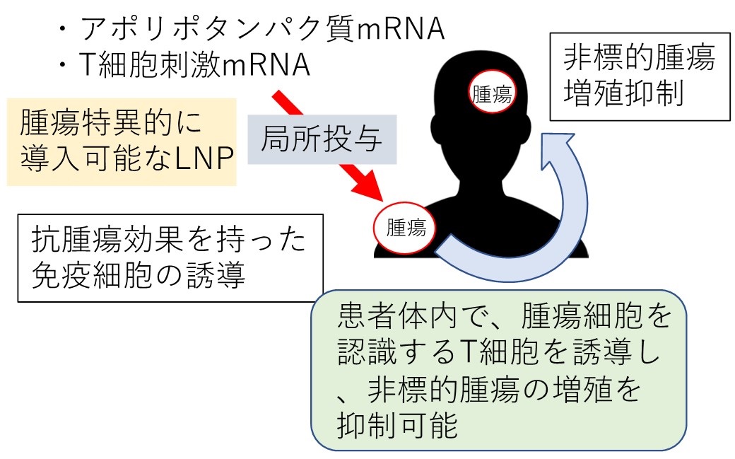 免疫モジュレーター因子を用いた抗がん剤開発