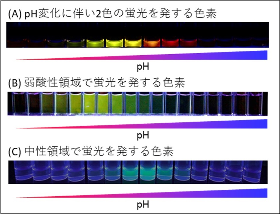 微小環境のpHを測定できる蛍光色素および色素標識試薬