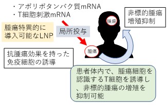 免疫モジュレーター因子を用いた抗がん剤開発