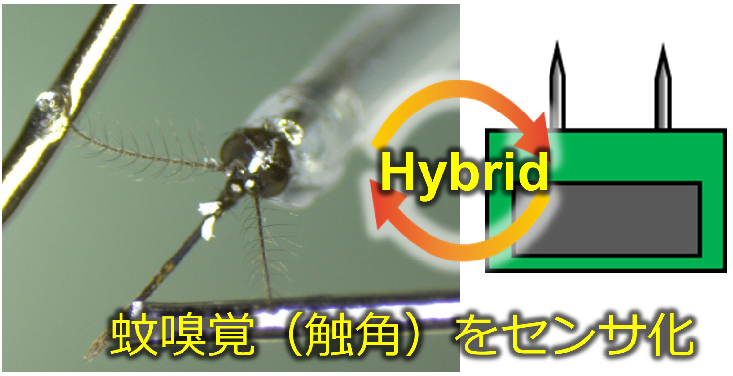 命の匂いを捉える：蚊の嗅覚を活用した災害現場向けヒト臭センサの開発