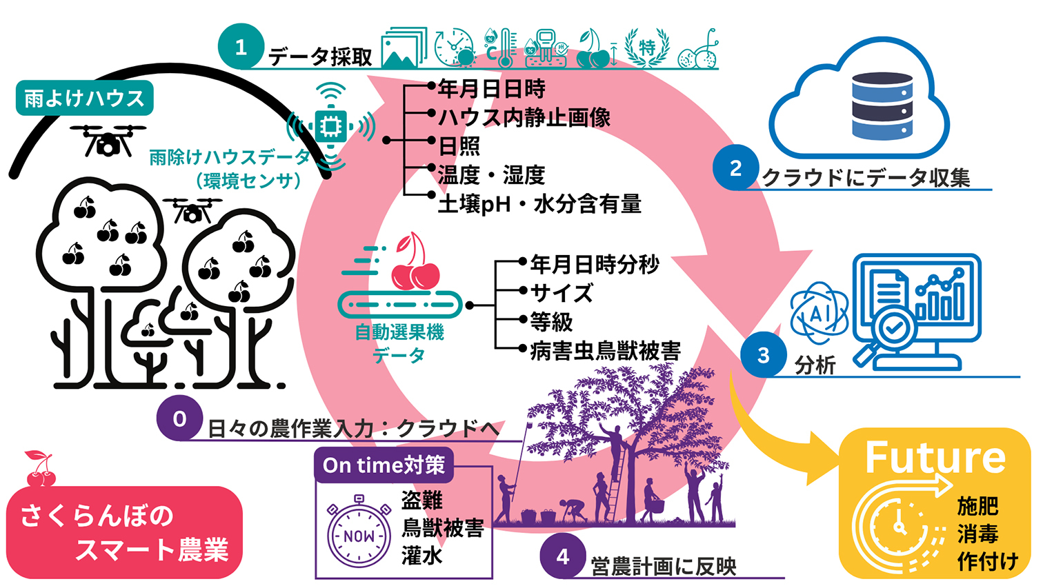 スマート農業を加速するAI・ロボット融合型サクランボ選果・パック詰めシステムの社会実装