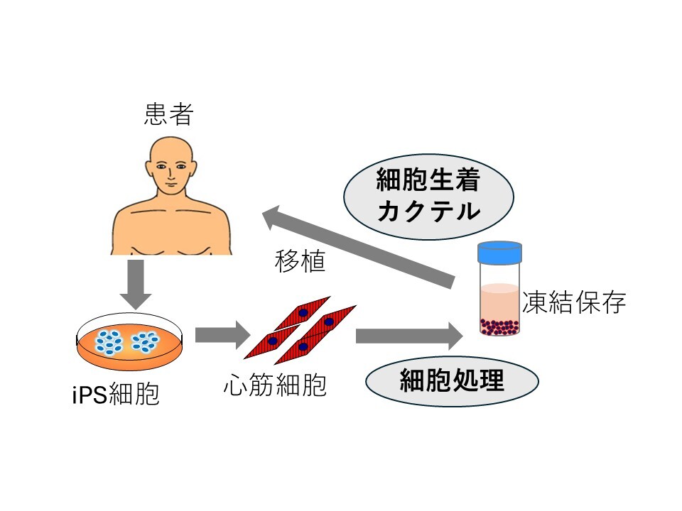 シングルセル自家iPS細胞由来心筋移植による心臓再生